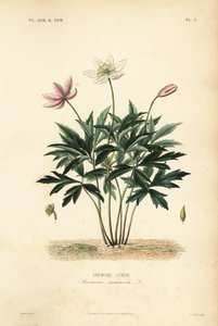 Skogsippor eller vindblomma, Anemone nemorosa, Anemone sylvie av Unbekannt