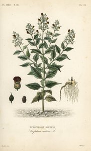 Skogsfikonört, Scrophularia nodosa, Scrofulaire noueuse av Unbekannt