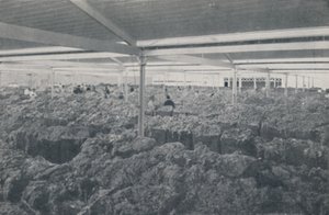 Ull till salu i ett utställningsrum i Melbourne, 1923. av Unbekannt