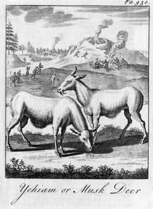 Yehiam eller myskhjort, c1700-talet av Unbekannt