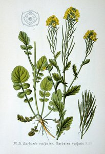 Gul raket, 1893 av Unbekannt