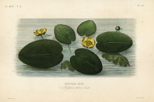 Gul näckros, Nuphar lutea, Nenuphar lutea, Nenuphar jaune av Unbekannt