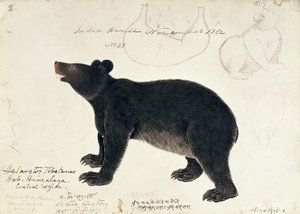 Tegning af en asiatisk sortbjørn, Ursus Tibetanus, fra den centrale region i Himalayaswed av Unbekannt Unbekannt