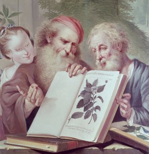Illustration från Hortus Cliffortianus, av Carl Linnaeus (1707-78) publicerad Amsterdam 1737-38 av Unbekannt Unbekannt