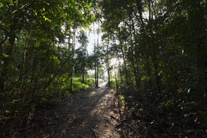 Stig i djungeln vid Camp Leaky, Tanjung Puting National Park, Central Kalimantan, Borneo, Indonesien av Unbekannt Unbekannt