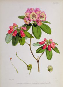 Rhododendron: Candelabrum, från `The Rhododendrons of Sikkim-Himalaya av J.D. Hooker, 1849-51 av Unbekannt Unbekannt
