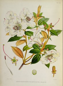 Rhododendron: Edgeworthi från `The Rhododendrons of Sikkim-Himalaya av J.D. Hooker 1849-51 av Unbekannt Unbekannt