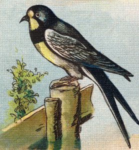 En svala. Gravyr i "Alphabet de ma petite fille". Bernardin-Bechet och Fils, bokhandlare-förlag, Paris, omkring 1895. Okrossbart album på duk. Bibliotheque des Bebes. 12 sidor. Album innehållande en läsmetod och en illustrativ abecedary. Dämpa av Unbekannt
