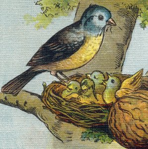 En fågel matar sina ungar i ett bo. Gravyr i "Alphabet de ma petite fille". Bernardin-Bechet och Fils, bokhandlare-förlag, Paris, omkring 1895. Okrossbart album på duk. Bibliotheque des babes. 12 sidor. Album innehållande en läsmetod och en illu av Unbekannt