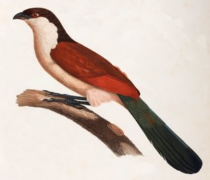 En färgillustration av en brun fågel med en grön svans av Unbekannt