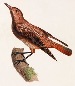 En färgillustration av en fågel av Unbekannt