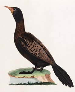 En färgillustration av en fågel av Unbekannt