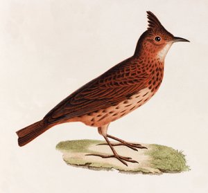 En färgillustration av en fågel av Unbekannt