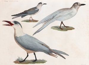 En helsidesserie med färgillustrationer av fåglar av Unbekannt