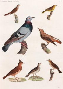 En helsidesserie med färgillustrationer av fåglar av Unbekannt