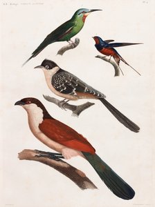 En helsidesserie med färgillustrationer av fåglar av Unbekannt