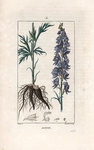 Aconit - Gravyr av Lambert efter en teckning av Pierre Jean Francois Turpin (1775-1840), från La flore medicale, de Chaumeton, Poiret et Chamberet, Paris 1830 - Munkört, Aconitum napellus, visar blommor, blad och rötter - Gravyr av Lambert efter en tecknin av Unbekannter Künstler