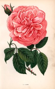 Adam-ros, en variant av te-ros som odlades av Monsieur Adam från Reims 1838. Kromolitografi ritad och litograferad efter naturen av F. Grobon från Hippolyte Jamain och Eugene Forney