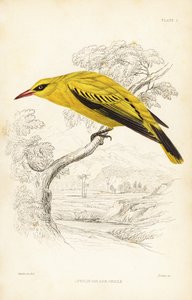 Afrikansk gyllene oriole, Oriolus auratus. Handkolorerat stålstick av William Lizars efter William Swainson från Sir William Jardine