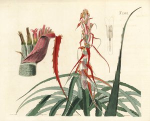 Aguava, Bromelia alsodes (Smalbladig ananas, Bromelia sylvestris). Handkolorerat kopparstick av Weddell efter en botanisk illustration av John Curtis från William Curtis