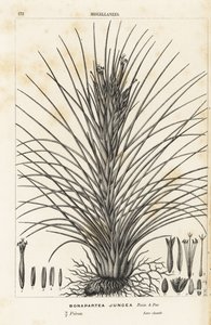 Luftväxt, Tillandsia juncea (Bonapartea juncea). Handkolorerad litografi från Louis van Houtte och Charles Lemaires Flowers of the Gardens and Hothouses of Europe, Flore des Serres et des Jardins de l