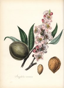 Mandel - Vanlig mandel, Prunus amygdalus (Amygdala communis), med blomma, blad, frukt och frö (nöt). Handkolorerad zinkograf av Chabots tecknad av Miss M. A. Burnett från hennes "Plantae Utiliores: or Illustrations of Useful Plants," Whittaker, London av Unbekannter Künstler