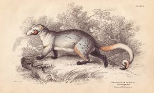 Amerikansk paradox, Paradoxurus dubius. Från ett exemplar i Philadelphia Museum. Handkolorerat stålgravyr av Lizars efter en illustration av Charles Hamilton Smith från William Jardine