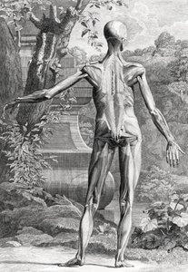 Anatomisk illustration av Unbekannter Künstler