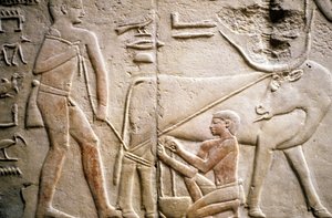 Forntida Egypten: Saqqarah (eller Saqqara eller Sakkarah): det gamla imperiets begravningsplats, ädlingens grav. Detalj av relieferna som visar mjölkningen av en buffel.