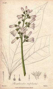 Angostura-träd, Angostura trifoliata av Unbekannter Künstler