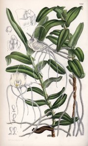 Angraecum germinyanum, Madagasvar vit orkidé. Uppkallad efter greve Adrien de Germiny, Frankrike. Teckning av Matilda Smith (1854-1926), litografi av J.N. Fitch i Curtis Botanical Magazine, av Joseph Dalton Hooker, utgiven i London, England, av L. Reeve an av Unbekannter Künstler