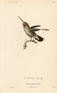 Annas kolibri, Calypte anna (Ornismya anna), juvenil. Handkolorerat stålgravyr av Coutant efter en illustration av Jean-Gabriel Pretre från Rene Primevere Lessons Natural History of the Colibri Genus of Hummingbirds. av Unbekannter Künstler