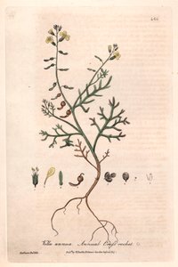 Annuell vella (Vella annua) - Botanisk plansch av Isaac Russell, graverad av Charles Matthews, från "English Botanical Phenomenes" av William Baxter (1788-1871) av Unbekannter Künstler