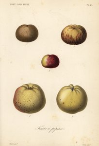 Äppelsorter, Malus pumila av Unbekannt