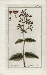 Vattenskorpion (Scrophularia aquatica). Litografi från "Afbeelding der Artseny-Gewassen" av Johannes Zorn (1739-1799), Nederländerna av Unbekannter Künstler