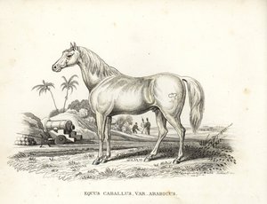 Arabisk häst eller arabhäst, Equus caballus var. arabicus. Med Napoleons märke på flanken och franska soldater och kanoner i en nordafrikansk slagfältsmiljö. Handkolorerad litografi från Georg Friedrich Treitschkes naturhistoriska galleri, Naturhistor av Unbekannter Künstler