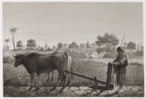 Åkerbruk, plöjning Plöjning med oxar, Egypten, ca 1798 av Unbekannt