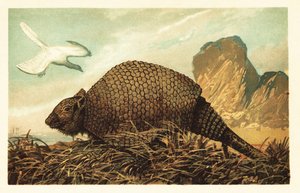 Archeopteryx lithographica och Panochthus tuberculatus.1908 (litografi) av Unbekannter Künstler