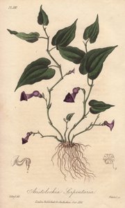 Aristoloche (Aristolochia serpentaria) - Starkt vatten av William Clarke för att illustrera "Medical Botanical, Description of the Medicinal Plants of London, Edinburgh and Dublin" av John Stephenson och James Morss Churchill, publicerad i London av John C av Unbekannter Künstler