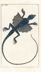 Asiatisk flygödla - Forte Water av Gottlieb Tobias Wilhelm (1758-1811), från Encyclopedie of Natural History: Amfibier av Unbekannter Künstler