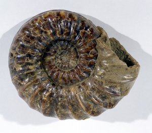 Asteroceras obtusum (Ammonit) finns i Lyme Regis, Dorset, nedre kritaperioden (foto) av Unbekannt