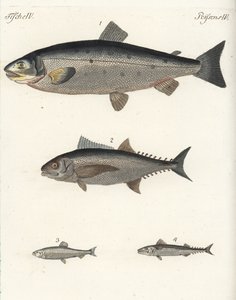 Atlantlax, Salmo salar 1, tonfisk, Thunnus species 2, sill, Clupea harengus 3, och atlantmakrill (makrill), Scomber scombrus 4. Handkolorerat kopparstick från Friedrich Johann Bertuchs Bilderbuch fur Kinder (Bilderbok för C av Unbekannter Künstler