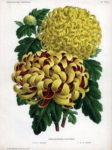 Höstens krysantemumhybrider: M. C. Orchard har stor gul blomma och karmosinröd och M. H.Cannell har stor gul blomma. av Unbekannter Künstler