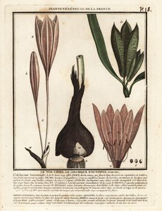 Höstkrokus, Colchicum autumnale. av Unbekannter Künstler
