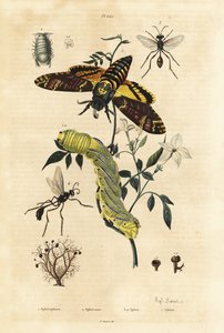 Bolllav, Sphaerophorus globulus 1, Dynamene kräftdjur 2, grävgetingar, Sphex-arter 3,4 och afrikansk dödshökmot, Acherontia atropos och larv 5 av Unbekannt