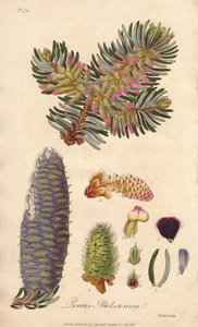 Balsamgran (Abies balsamea) - Starkt vatten av William Clarke för att illustrera "Medical Botanical, Description of the Medicinal Plants of London, Edinburgh and Dublin" av John Stephenson och James Morss Churchill, publicerad i London av John Churchill år av Unbekannter Künstler