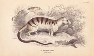 Bandad palm civet katt, Hemigalus derbyanus (Hemigalea zebra). Hotad. Handkolorerat stålgravyr av Lizars efter en illustration av Charles Hamilton Smith från William Jardine