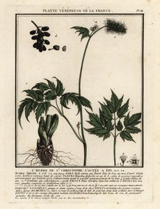 Banebär, Actaea spicata. av Unbekannter Künstler
