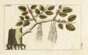 Banyanfikonträd med luftrötter, Ficus benghalensis. av Unbekannter Künstler