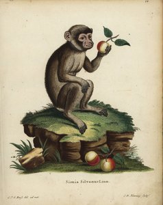 Berberapa eller makak, Macaca sylvanus. Utrotningshotad. Simia silvanus Linn. Handkolorerat kopparstick av C.D. Henning efter en illustration från naturen av C. J. G. Reuss från Johann Christian Daniel Schreber